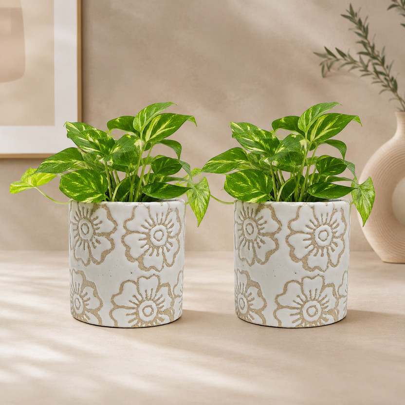 Gupta Gupta Homes White RD Flower Ceramic Plant Pot Size 4x4inch GH0031-1_Packof2 Plant Container Set(Pack of 2, Ceramic) - Flipkart Deal