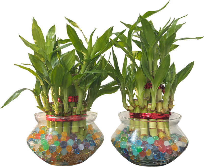 NiMoj Two Layer Lucky Bamboo Indoor Plant with Glass Bowl Gift Decor Plant Container Set(Pack of 2, Glass)