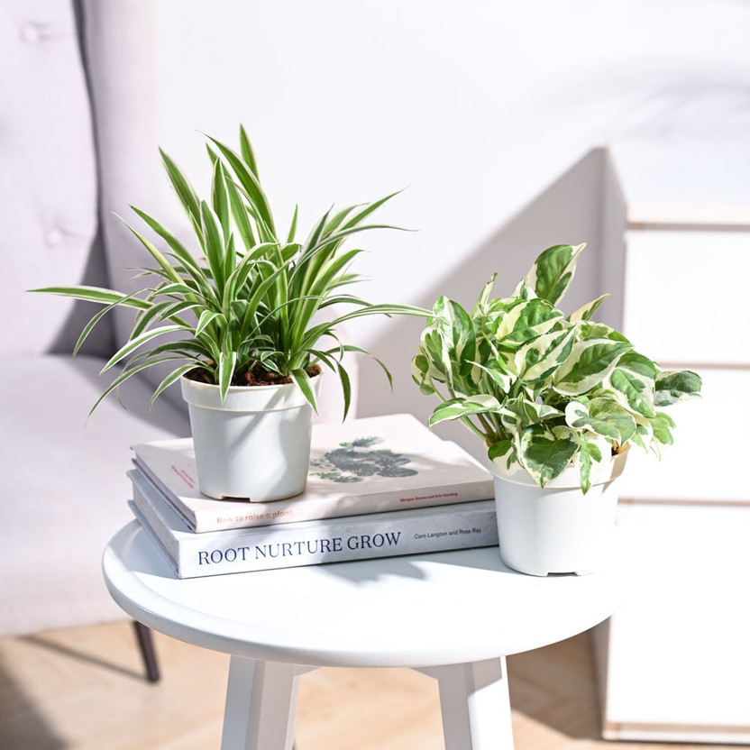 UGAOO UGAOO Spider Plant, Njoy Money Plant  sapling(Pack of 1) - Flipkart Deal
