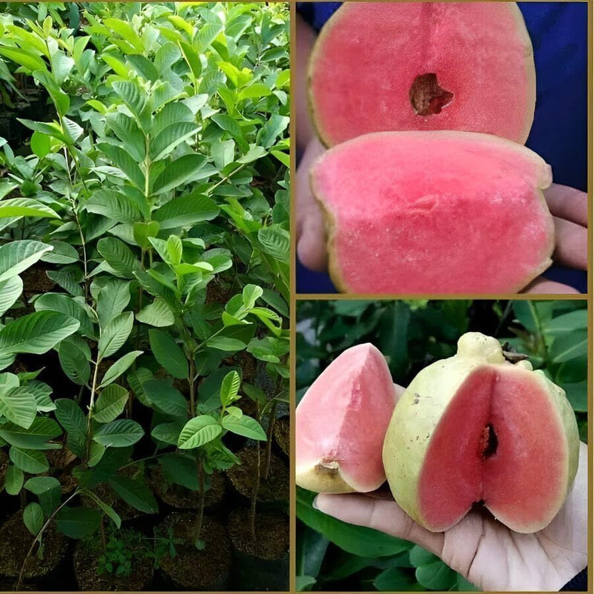 SHREYAGREEN Guava Plant(Hybrid, Pack of 1)