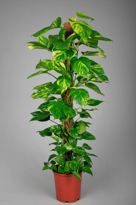 HaritPrakriti Money Plant(Hybrid, Pack of 1)