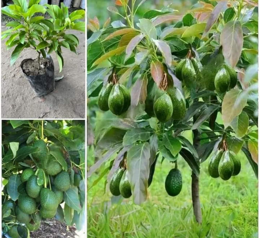 NEW DEBNATHNURSERY Avocado Plant(Hybrid, Pack of 1)