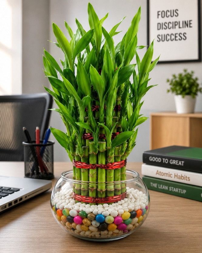 ZivoGreen Lucky Bamboo Plant  sapling(Hybrid, Pack of 11)