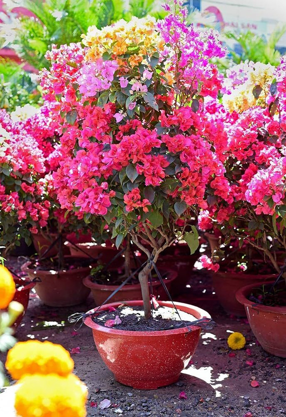 ibains Bougainvillea Plant(Hybrid, Pack of 1)