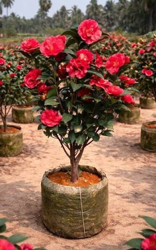 URMILA ENTERPRISE Rose Plant  sapling(Hybrid, Pack of 1)