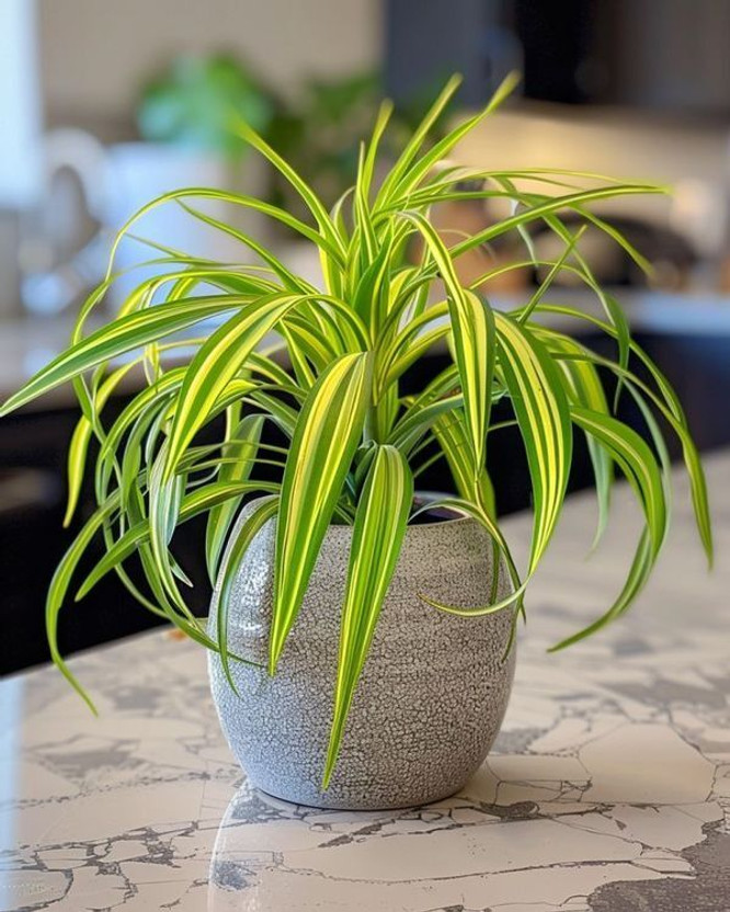 ClickCart Connect Spider Plant(Hybrid, Pack of 1)