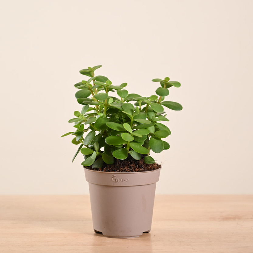 UGAOO Jade Plant(Pack of 1)