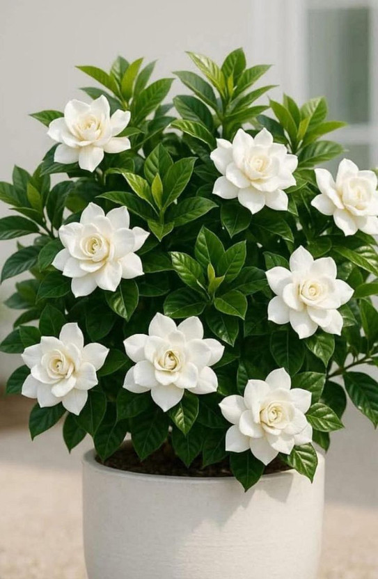 HaritPrakriti Jasmine Plant(Hybrid, Pack of 1)
