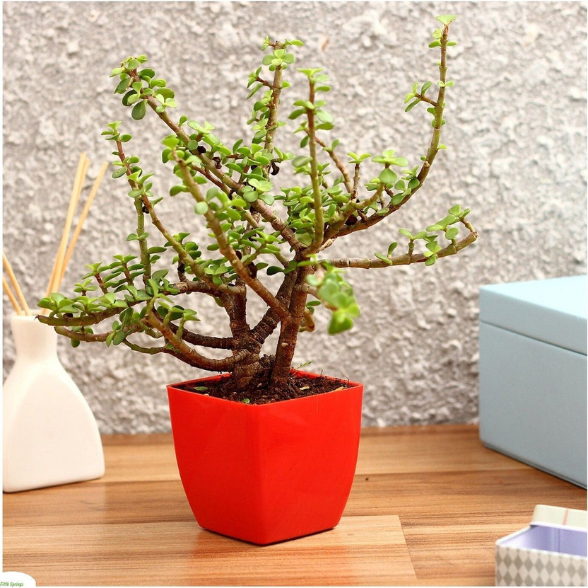 Adrita Jade Plant(Hybrid, Pack of 1)