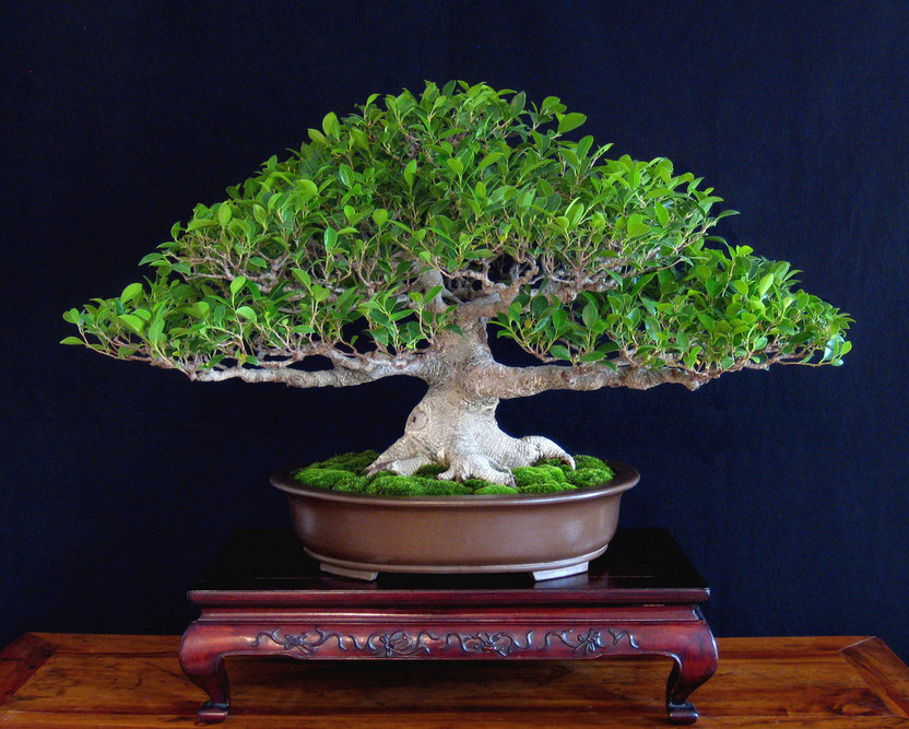Cloud Farm Ficus Bonsai(Hybrid, Pack of 1)