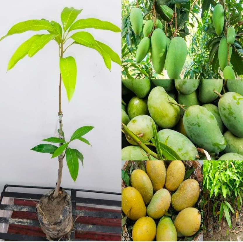 Krishna Amrapali Mango Plant Mango Plant(Hybrid, Pack of 1)