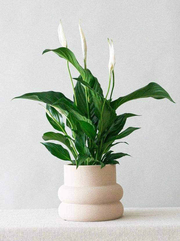 Cloud Farm Peace Lily Plant Price in India Buy Cloud Farm Peace Lily