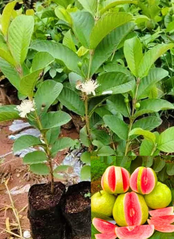 buddingbeauty Guava Plant(Hybrid, Pack of 1)