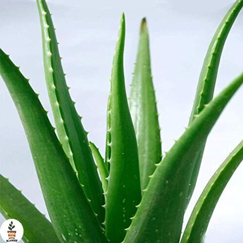 Cloud Farm Aloe Vera Plant  sapling(Hybrid, Pack of 1)
