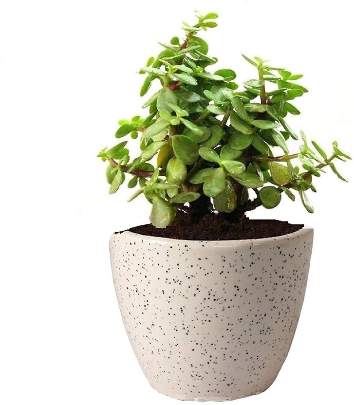 the green dotcom Jade Plant(Pack of 1)
