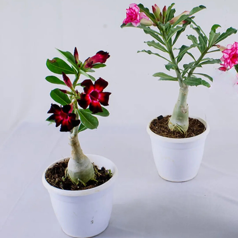 Natural needs Adenium Plant(Hybrid, Pack of 2)