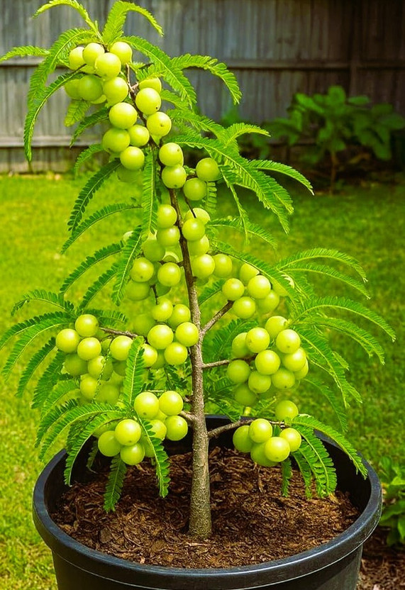 URMILA ENTERPRISE Amla Plant(Hybrid, Pack of 1)