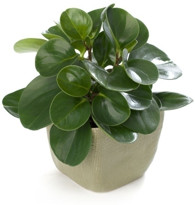 RUBBERPLANT Rubber Tree(Pack of 1)
