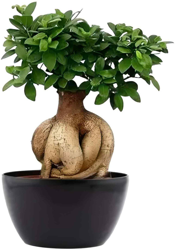 sspykrts Ficus Bonsai(Hybrid, Pack of 1)