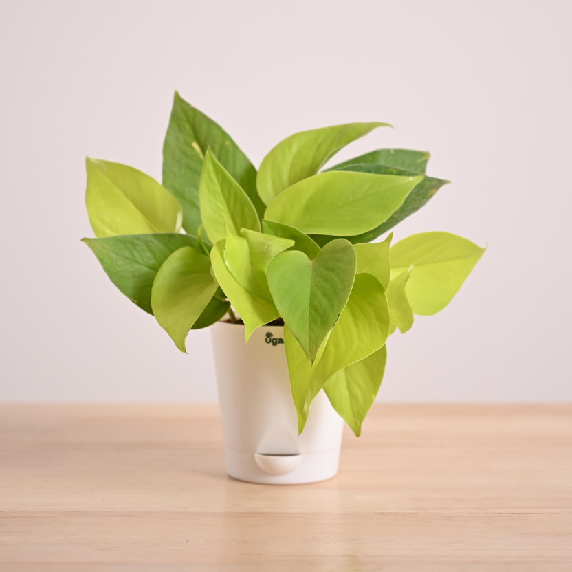 UGAOO Golden Money Plant(Pack of 1)