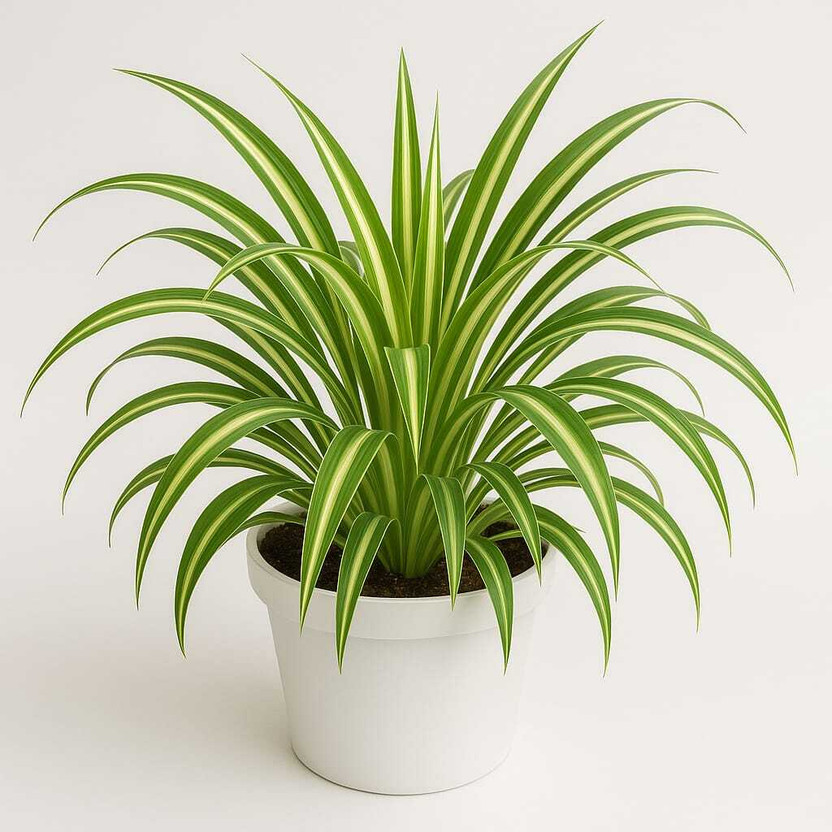 Subhrajit Spider Plant(Hybrid, Pack of 1)