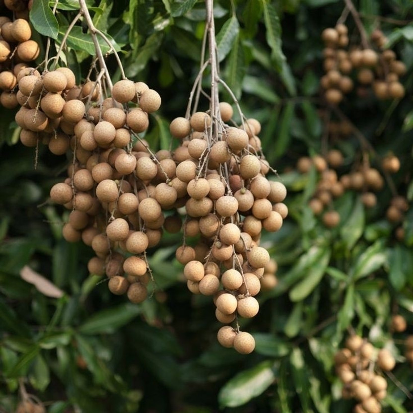 Litchi Litchi Plant(Hybrid, Pack of 1)