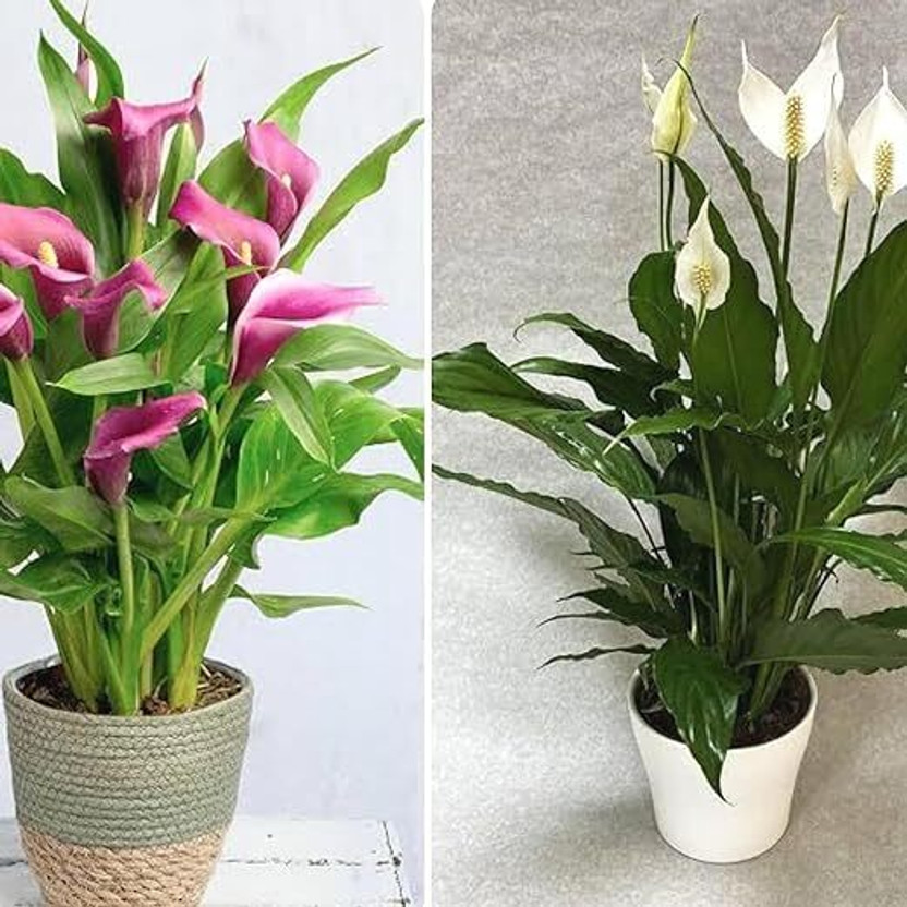 Cloud Cloud Farm Peace Lily Plant  sapling(Hybrid, Pack of 2) - Flipkart Deal