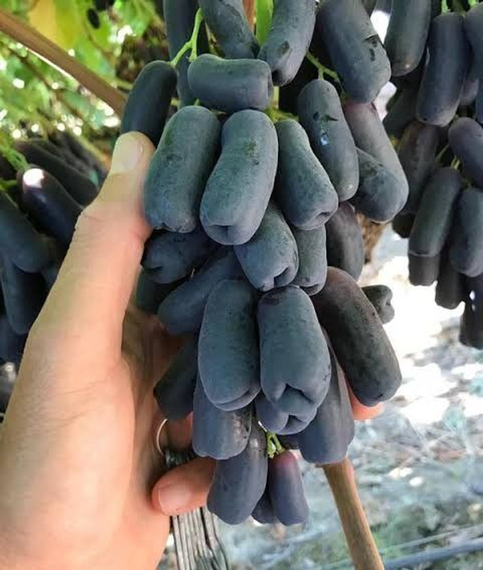 Axotic Thai Grafted Grapes Plant(Hybrid, Pack of 1)