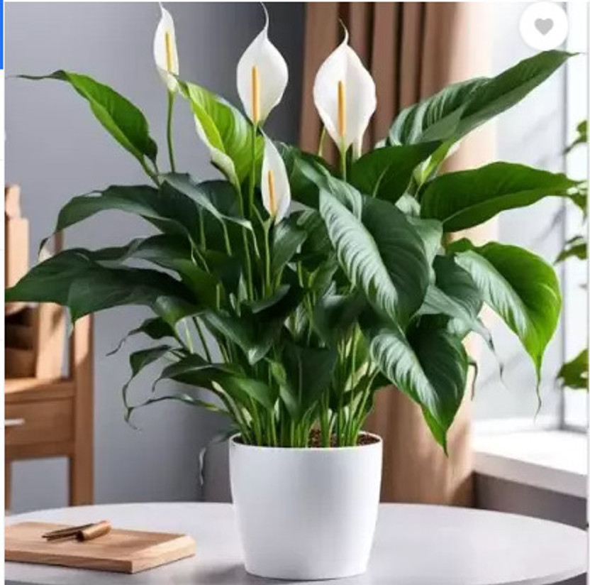 NurseryBazar Peace Lily Plant(Hybrid, Pack of 1)