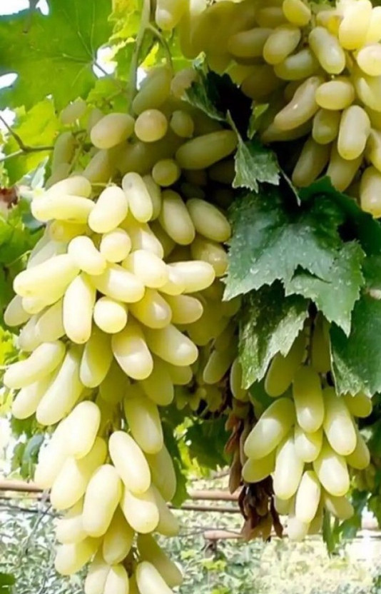 Cloud Farm Grapes Plant(Hybrid, Pack of 1)