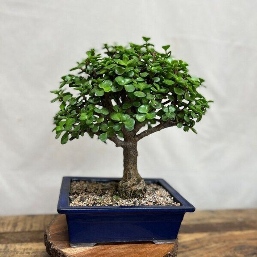 GroWgaach Jade Plant(Pack of 1)