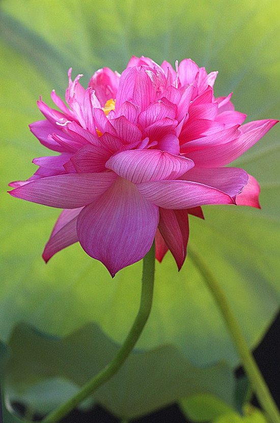 indian gardens Lotus Plant(Pack of 1)