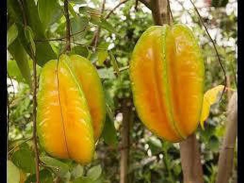 Globalplants Star Fruit Carambola Grafted Plant Price in India Buy