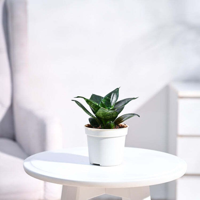 UGAOO Snake Plant, Sansevieria Plant(Pack of 1)