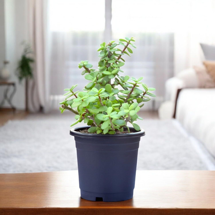 India Gardening Jade Plant(Pack of 1)