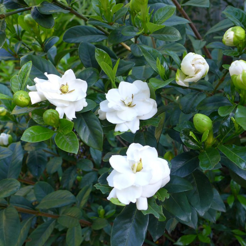 Cloud Farm Gummy Gardenia Plant(Hybrid, Pack of 1)