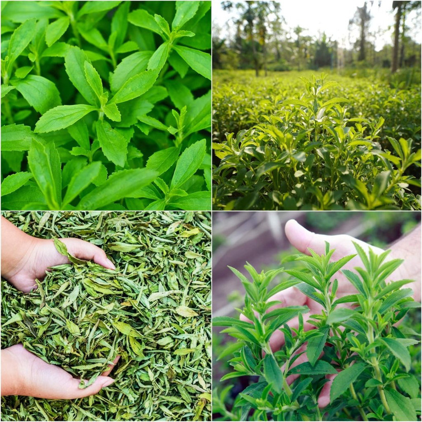 Global Mart Plant Stevia Plant(Hybrid, Pack of 1)