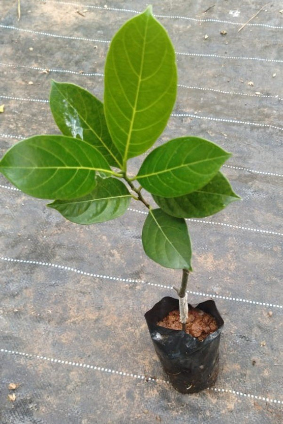 KUNUBON KUNUBON Jack Fruit Plant  sapling(Hybrid, Pack of 1) - Flipkart Deal