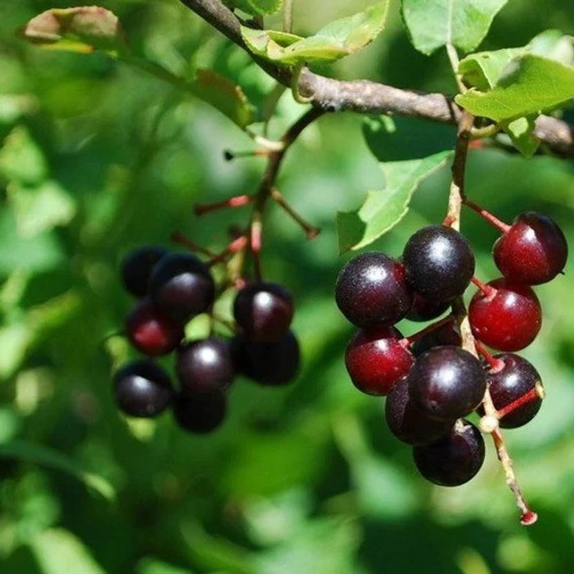 Cloud Farm Cherry Fruit Plant Price in India Buy Cloud Farm Cherry Fruit Plant online at