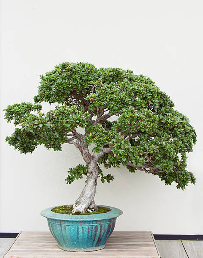 AloGardening Ficus Bonsai  sapling(Pack of 1)