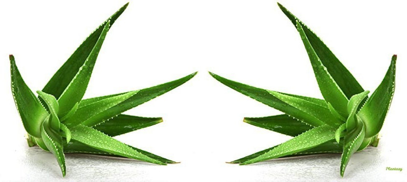 Cloud Farm Aloe Vera Plant(Hybrid, Pack of 2)