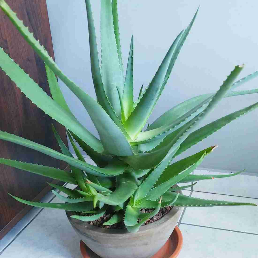 Green Green Tree Mart Aloe Vera Plant  sapling(Hybrid, Pack of 1) - Flipkart Deal