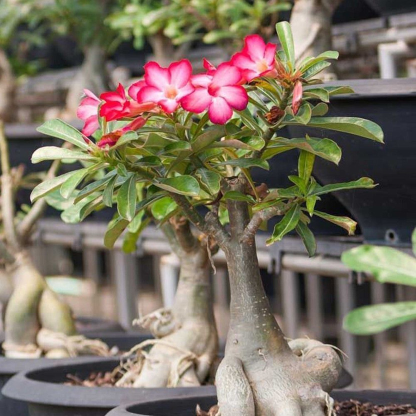 Adrita Adenium Plant  sapling(Hybrid, Pack of 1)