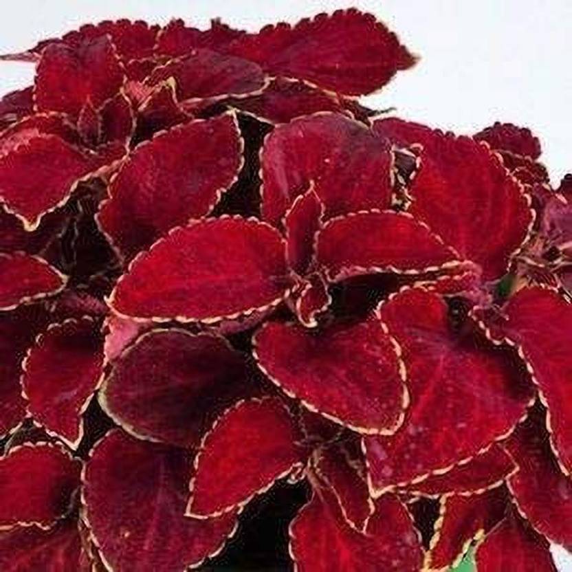 Bloom And Grow Coleus Plant Price in India Buy Bloom And Grow Coleus