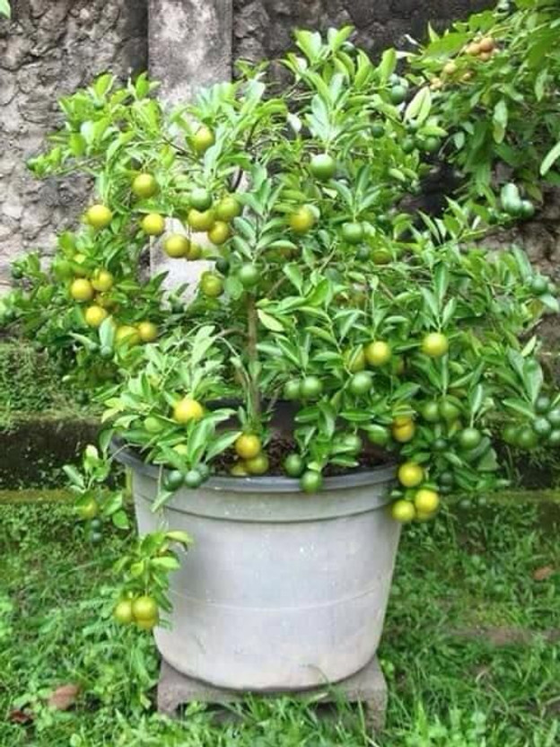 Green Garden Lemon Plant(Hybrid, Pack of 1)