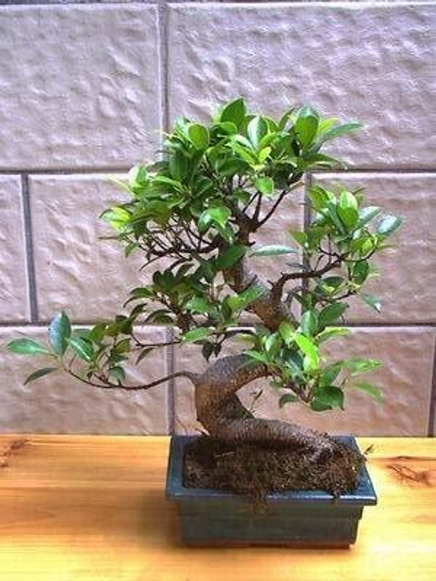Cloud Farm Ficus Bonsai Plant(Hybrid, Pack of 1)