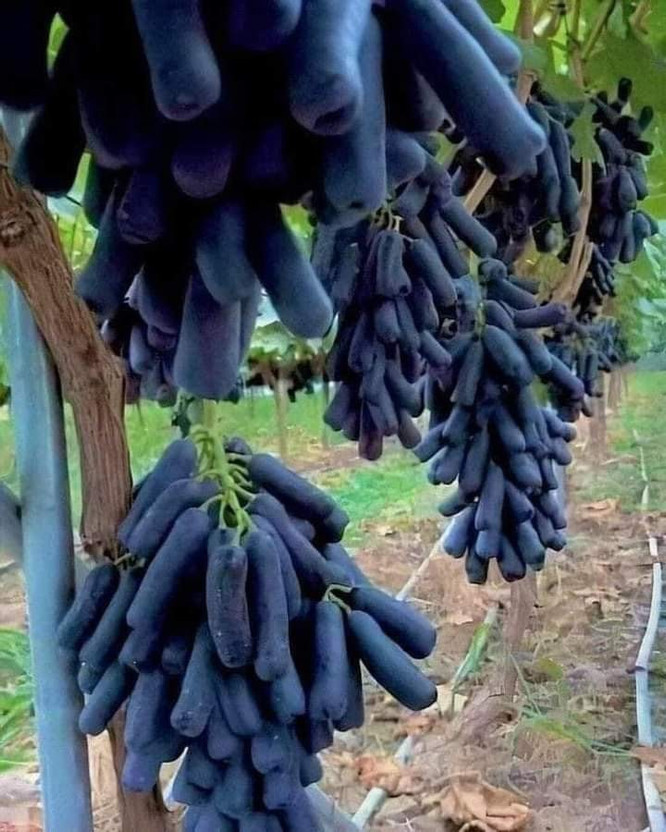 AloGardening Grapes Plant  sapling(Hybrid, Pack of 1)
