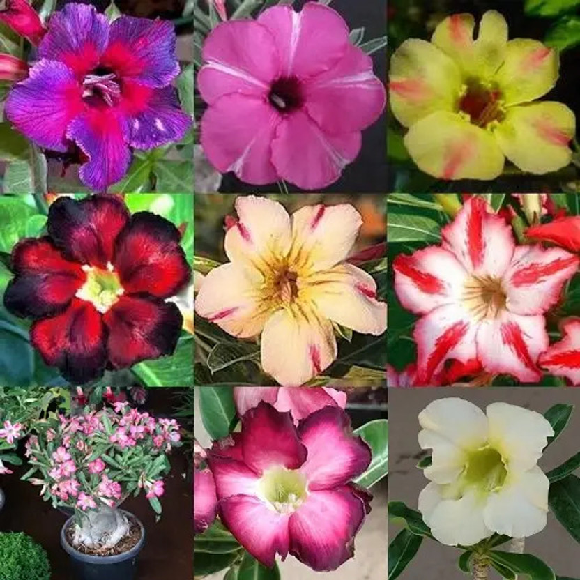 FUEGOASIS Adenium Plant(Hybrid, Pack of 9)