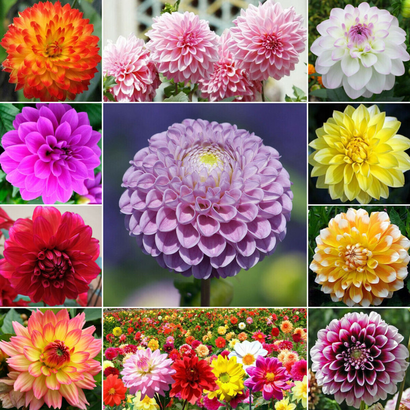 ibains Dahlia mix flower seeds garden Seed(50 per packet)