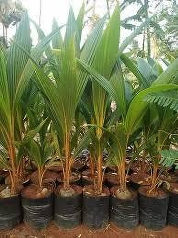 Myla Coconut Plant(Hybrid, Pack of 2)